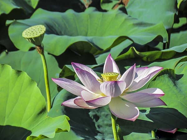 深度解析现代社会的白莲现象，最新白莲花的观察与解读